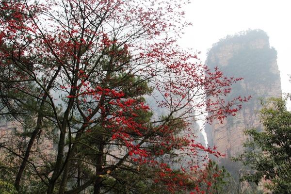 張家界國(guó)家地質(zhì)公園風(fēng)光：楊家界(1).jpg