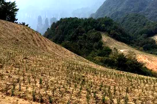 天子山御茶園“金毛猴”紅茶核心母本園基地(資料圖).png