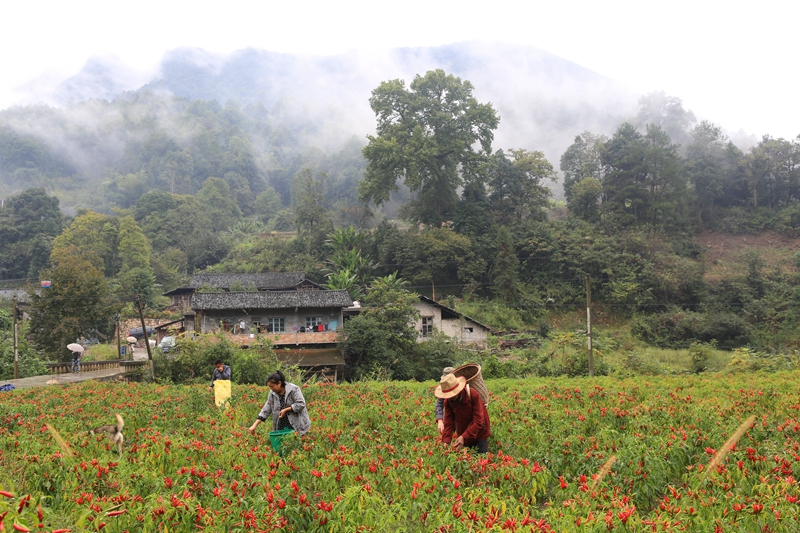 天子山的紅辣椒.jpg