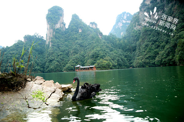 武陵源世界自然遺產(chǎn)重要組成部分寶峰湖良好的生態(tài)水資源環(huán)境，吸引黑天鵝安家繁衍。（吳勇兵攝）_副本.jpg