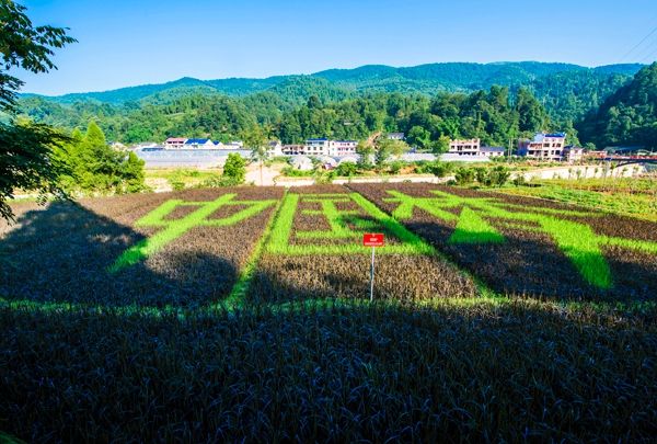 洪家關(guān)美麗鄉(xiāng)村農(nóng)業(yè)種植示范園（稻田里種出中國夢）_副本.jpg