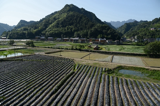 武陵源菜葛種植基地.jpg