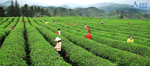 2-6生態(tài)茶園.jpg