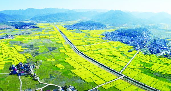 油菜花開的茶陵秩堂鎮(zhèn)風(fēng)景如畫（資料圖）。 張湘東 攝