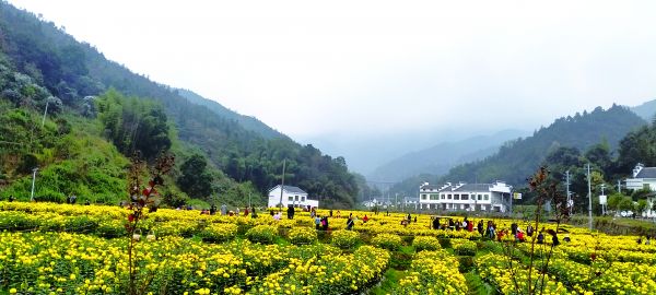 醴陵市楓林鎮(zhèn)將軍山生態(tài)農(nóng)業(yè)發(fā)展有限公司皇菊種植基地