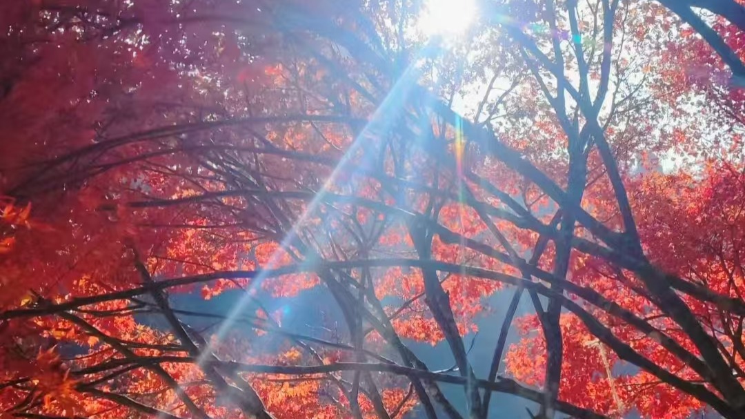 張家界國(guó)家森林公園：冬日楓葉別樣紅